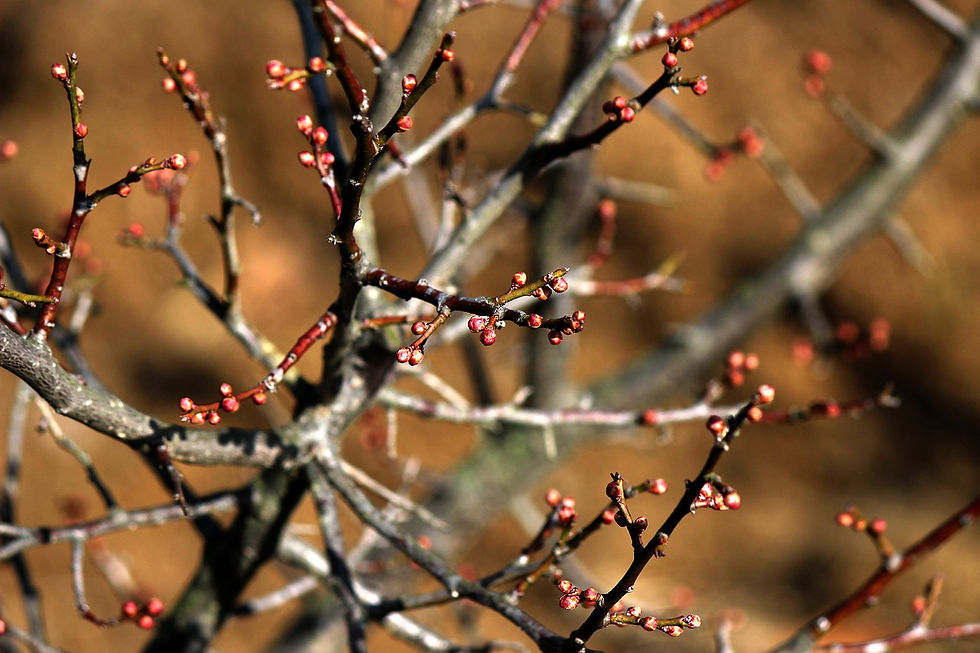 Thumbnail: Myrobalan Plum (Rootstock)