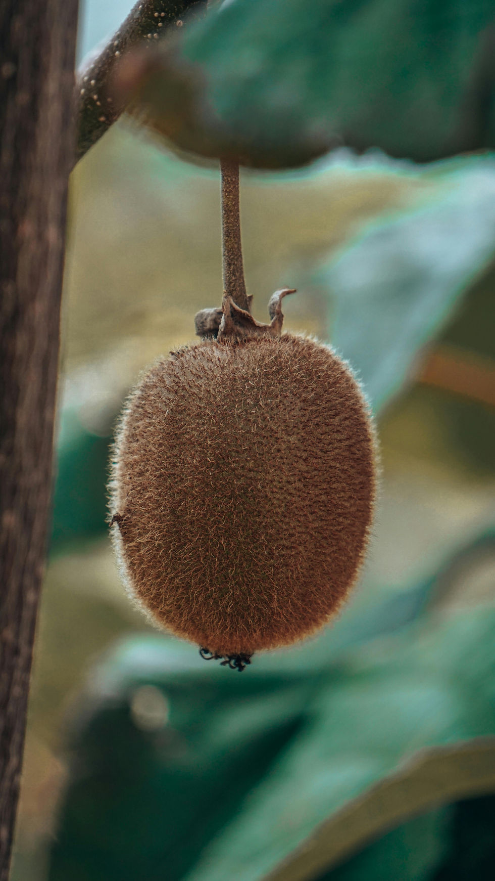 Thumbnail: Jenny Fuzzy Kiwi