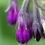Thumbnail: Comfrey Bocking 14