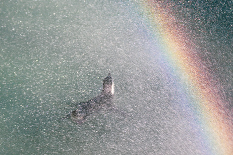 Penguin swimming away in a mist showcasing a vibrant rainbow