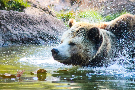 Grizzly Bear shaking the water off of it's fur in a murky pound