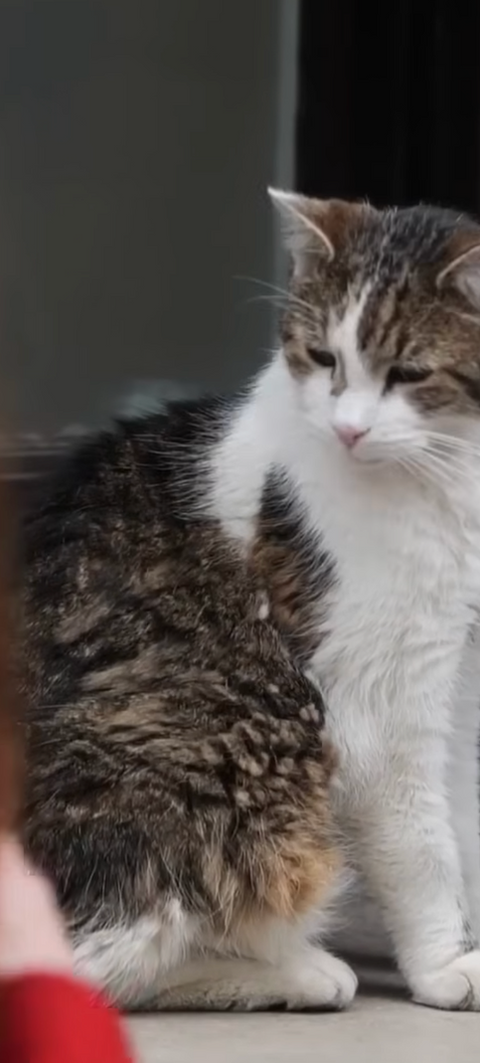 LARRY THE BOSS: UK's Chief Mouser 'Larry The Cat' Outlasts His 6th PM In 10 Downing Street