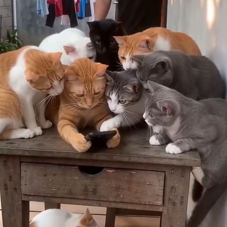 Smart Cats