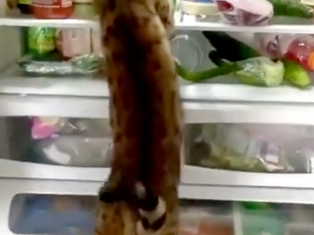 Meet Reign, a Bengal cat who simply LOVES food.