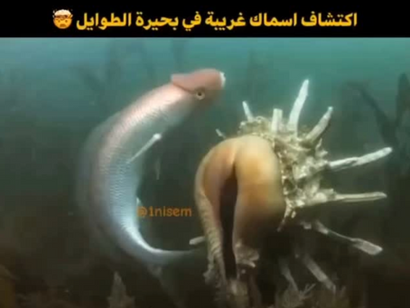 The cave of fish.....