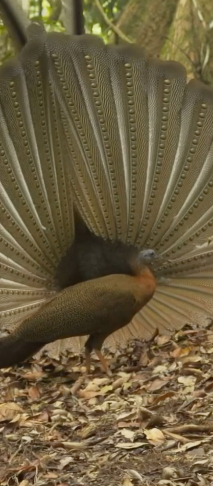 The display of the Great Argus Pheasant!
