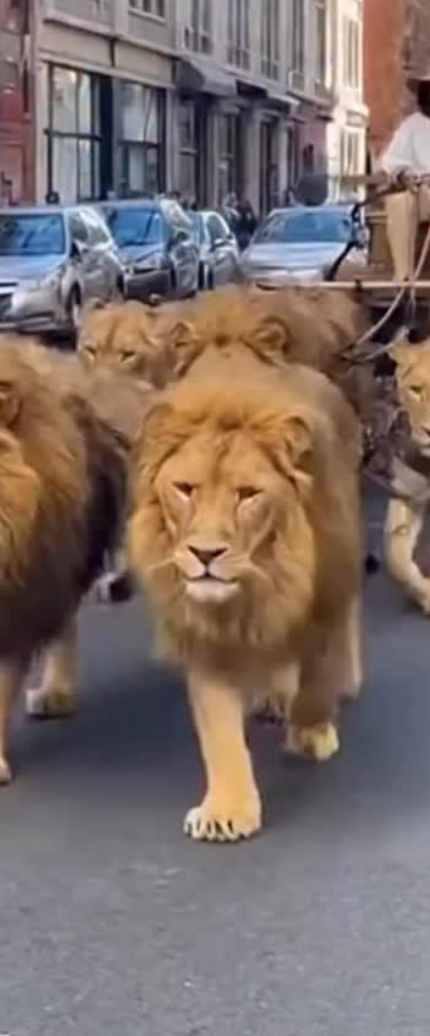 Lions move like thunder in silence