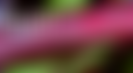 “Roots and Traditions”