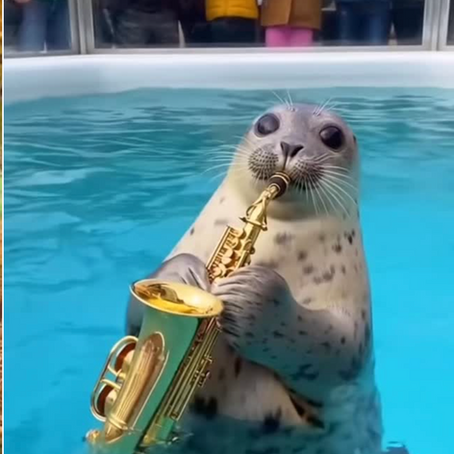 These seals have rhythm 🦭