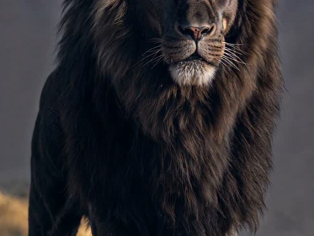 Black lions