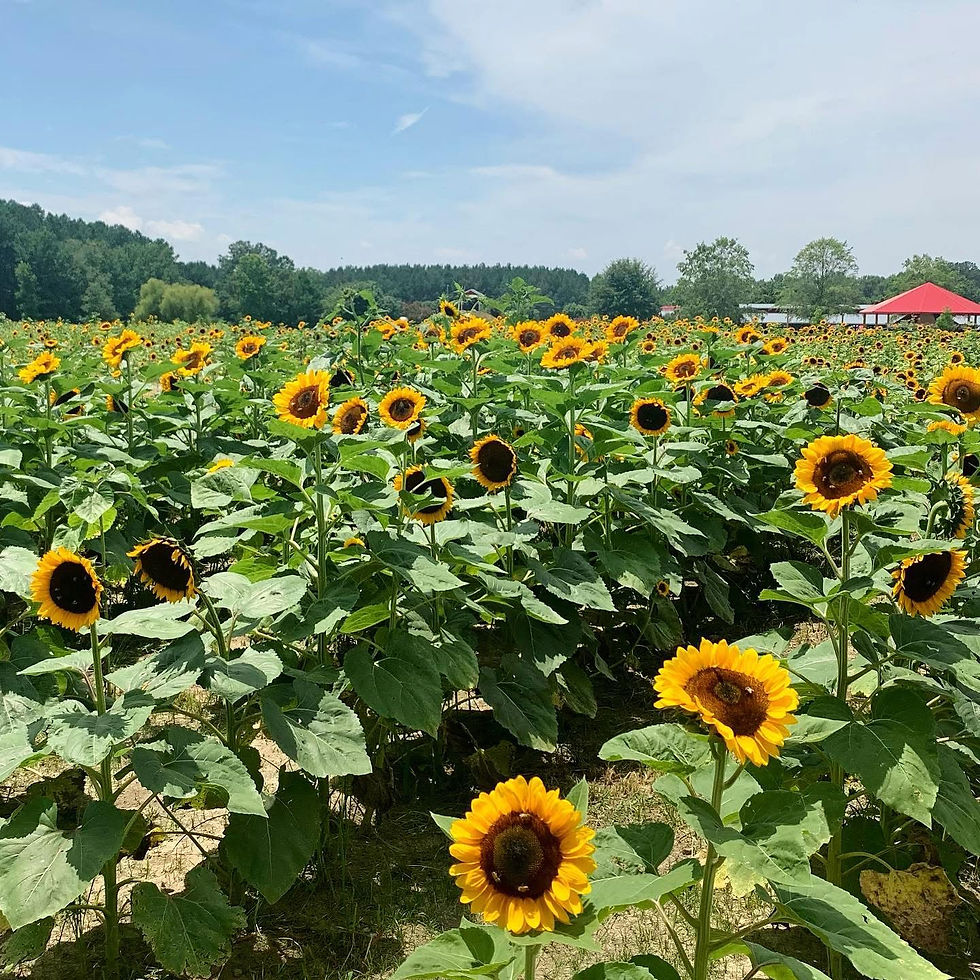 Vast field of vibrant yellow sunflowers under a bright blue sky.