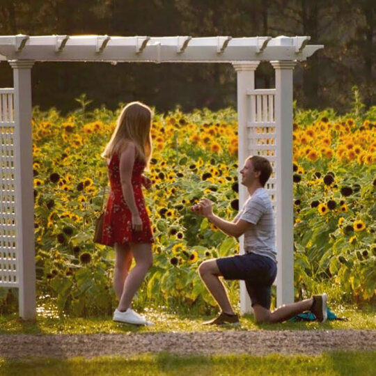 Man proposes to woman in beautiful Sunflower Festival field.