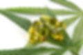 CBD-Softgels-compressor.jpeg