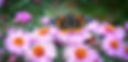 Roter Admiral auf Aster_edited_edited.jpg