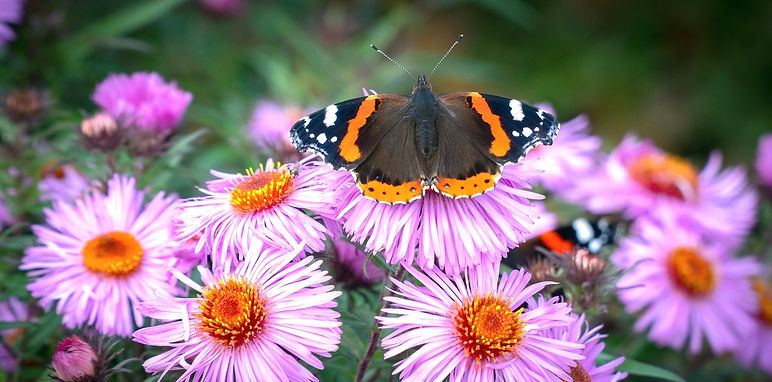 Roter Admiral auf Aster_edited_edited.jpg