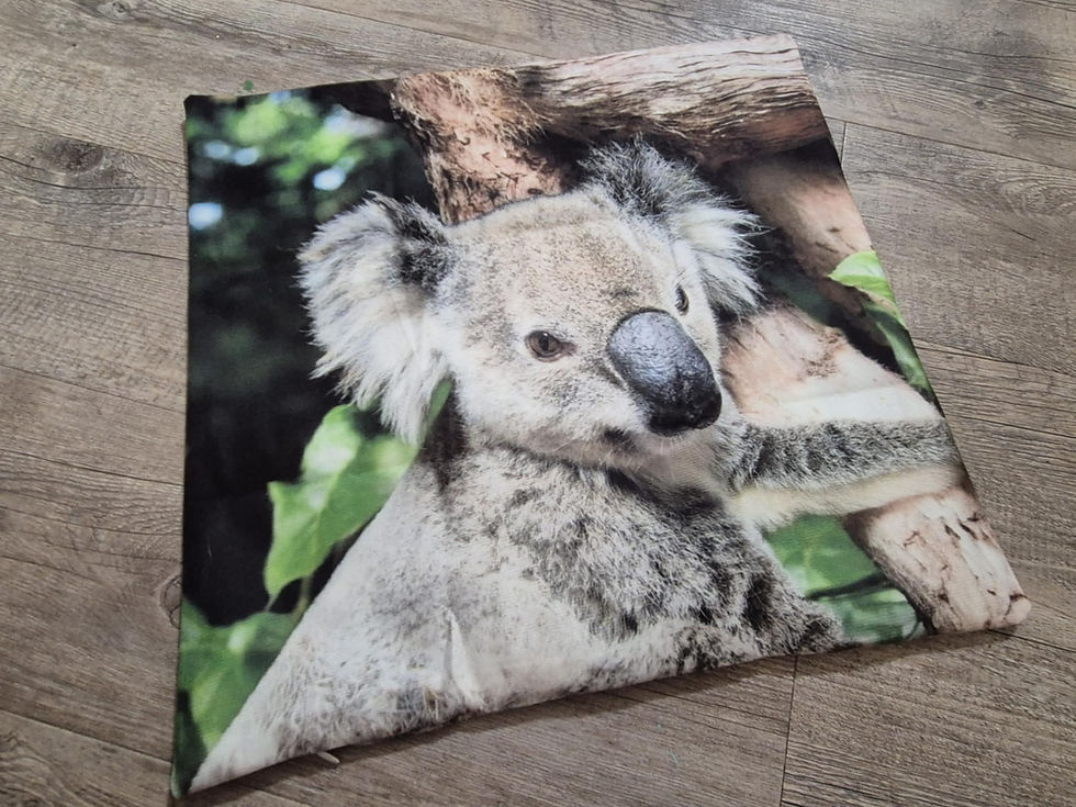 Thumbnail: Koala's