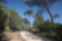 foret-et-plage-camping-cote-plage.jpg