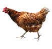 chicken on a wire
