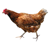 Brown-pollo