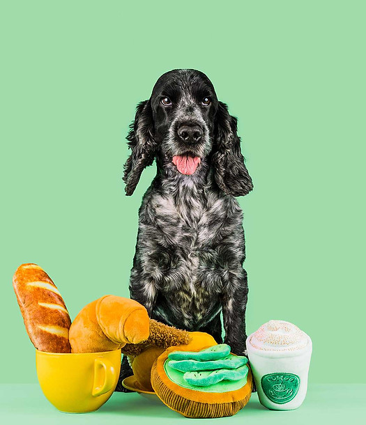 colourful cute dog toy studio