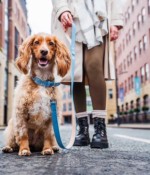 puppy going for a walk on leash in the city streets