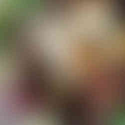 Foto da salada rica em fibras e probióticos