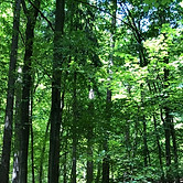 Wald Pyramidenkogel BH.jpg