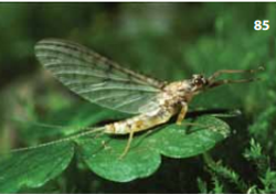 Ephemeroptera subimago Thraulodes Leptophlebiidae