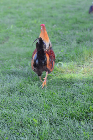 Rooster vi.jpg