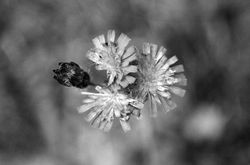 Devil's Paintbrush v