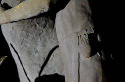 Crane of the Sault 008