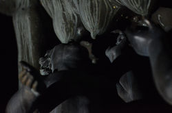 Romulus and Remus Statue 004