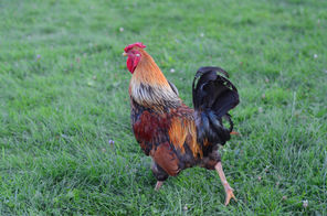 Rooster ix.jpg