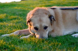 Golden Hour Golden Lab