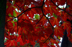 Maple Leaves 001
