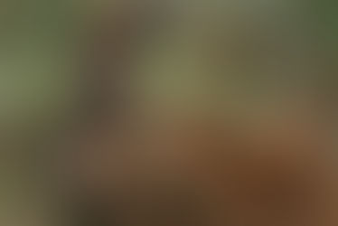 First Cow (2021): o grau zero da denotação na cinematografia