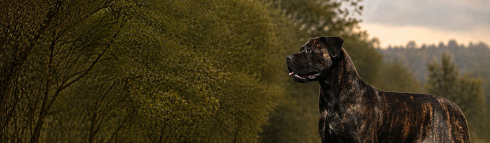 Tibéria des Guerriers du Fenua, femelle Cane Corso née au sein de notre élevage