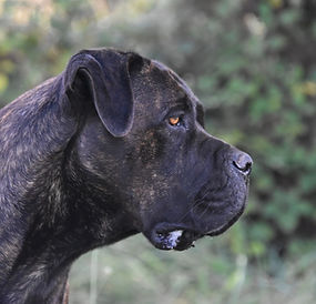 Portrait de profil de Tibéria des Guerriers du Fenua
