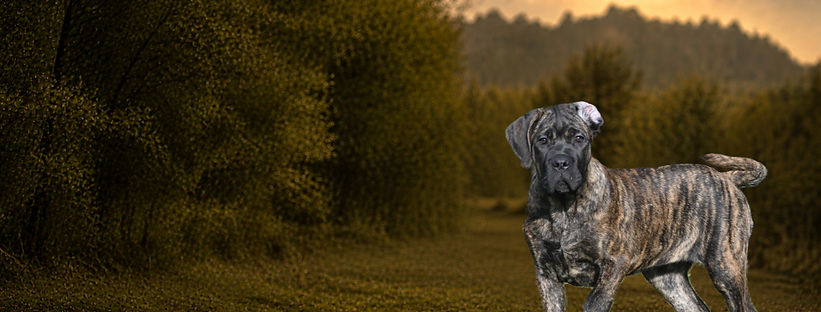 Alyra des Guerriers du Fenua, jeune femelle Cane Corso née au sein de notre élevage