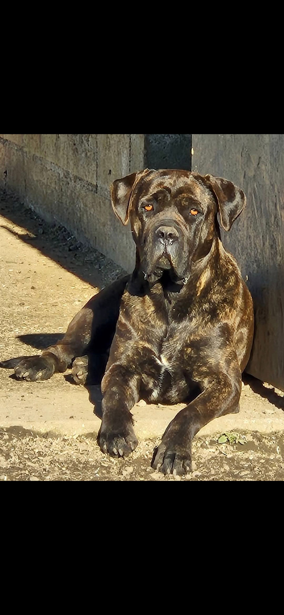 Portrait de Tibéria couchée au soleil