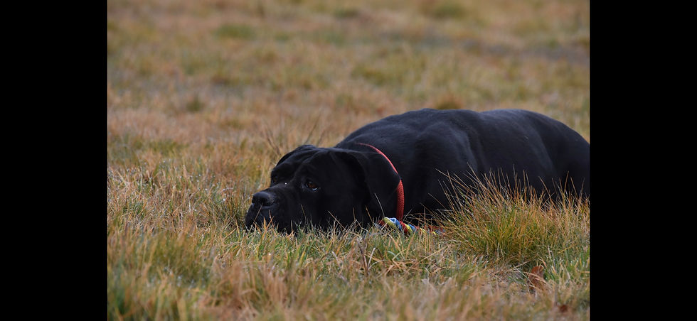 Reda couchée au repos dans l'herbes