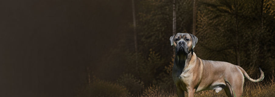 Amon des Gardiens de Cebenna, jeune mâle Cane Corso froment au masque gris