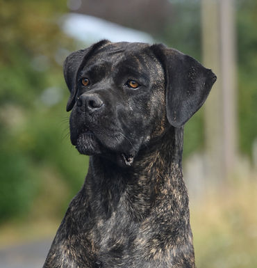 Rosaline de la Tour du Mont d’Or, femelle Cane Corso bringée