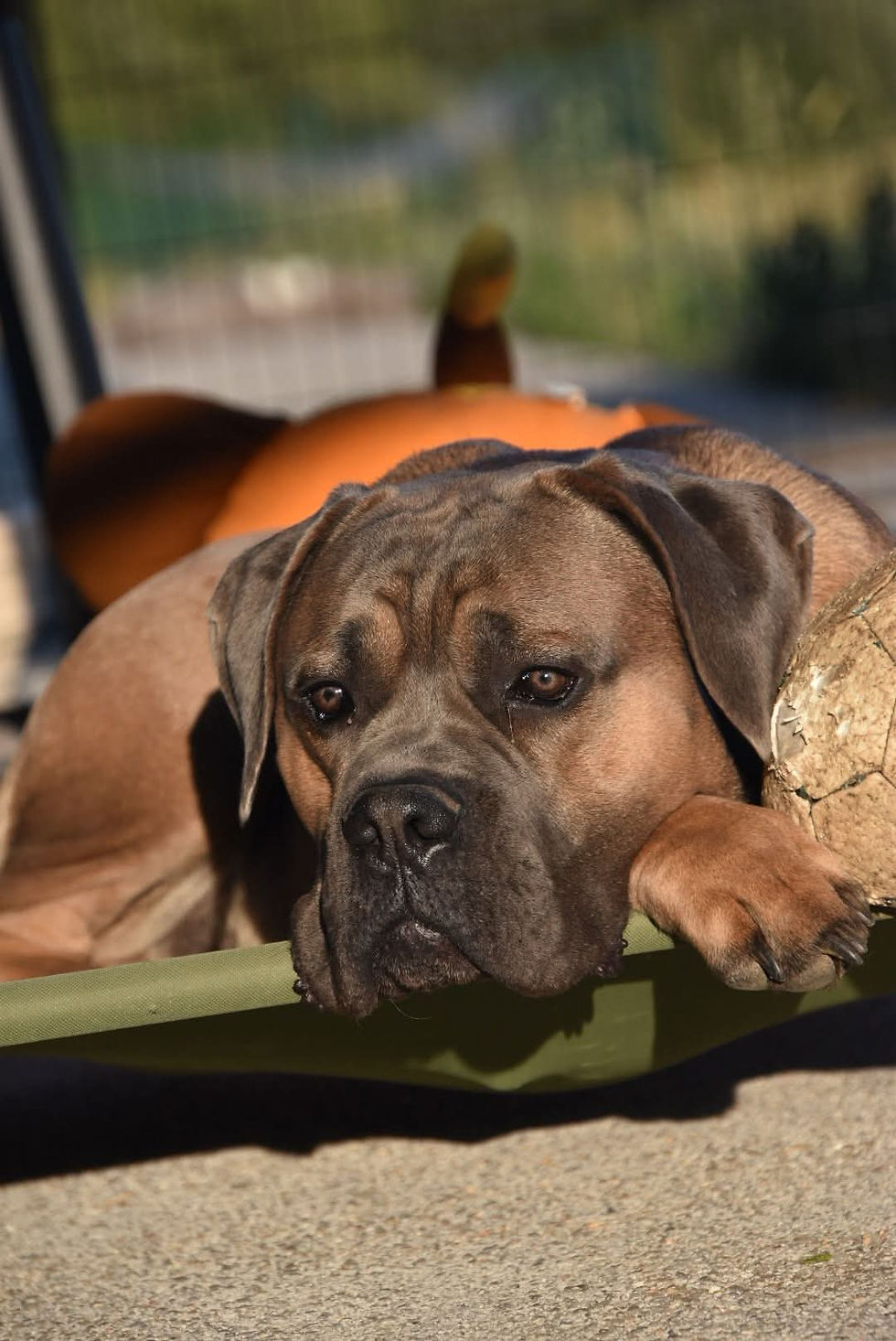 Portrait d’Amon au repos