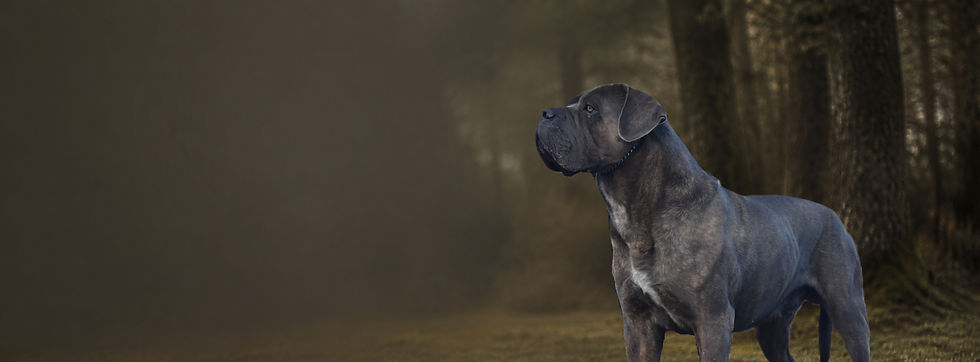 Osip des Guardiens de Cebenna, mâle Cane Corso gris bringé de grand gabarit