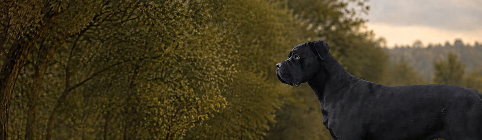 Reda des Gardiens de Cebenna, femelle Cane Corso noire