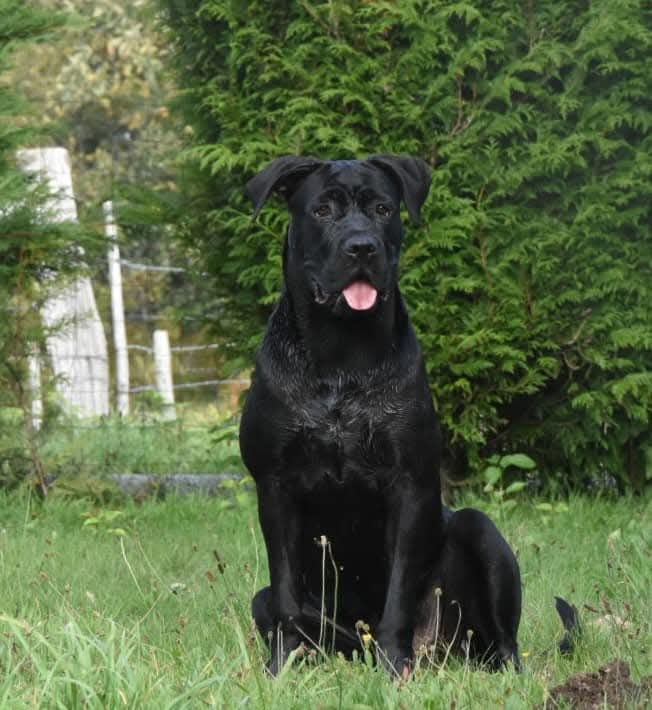 Reda assise dans le jardin, la langue sortie