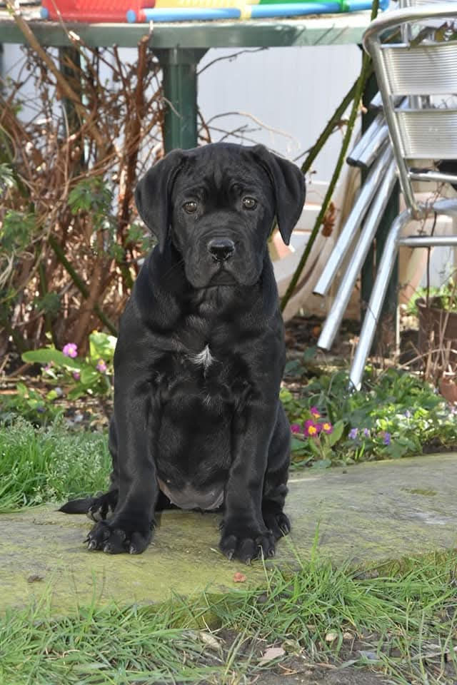Reda des Gardiens de Cebenna lorsqu’elle était chiot, assise dans le jardin
