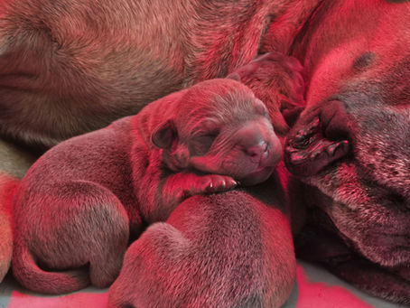 Les bébés de Osip et Imola sont nés !