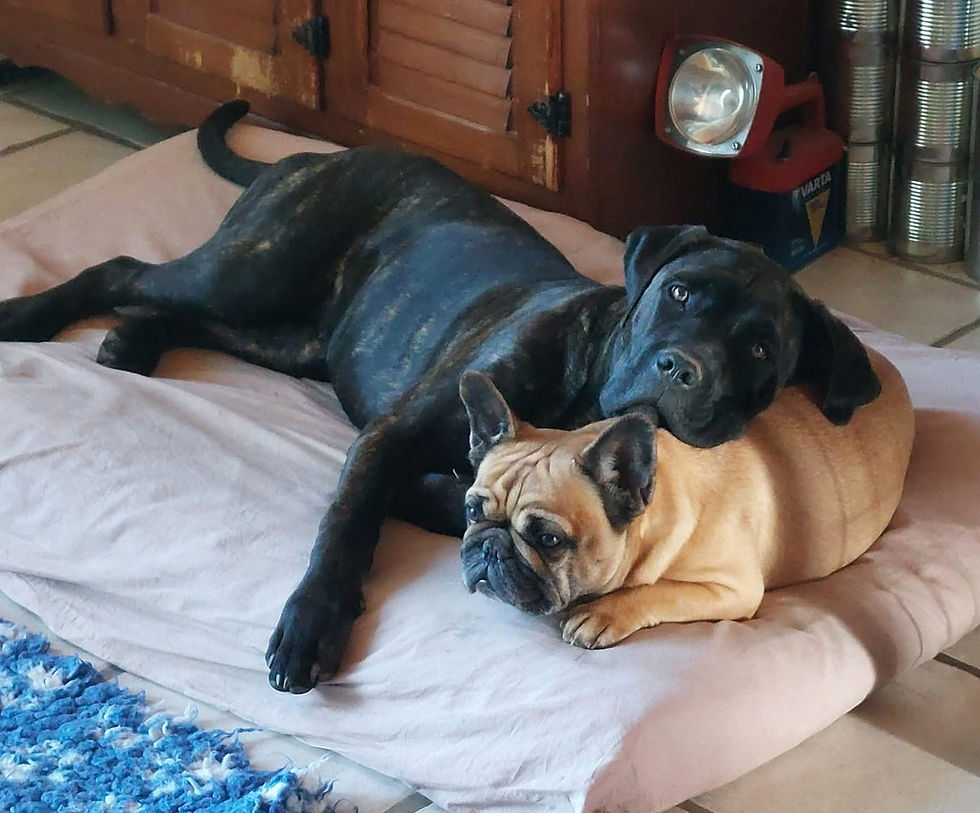 Tibéria couchée auprès d’un Bouledogue français